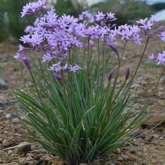 Tulbaghia violacea - Pépinière La Forêt