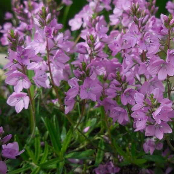 Veronica prostrata Mrs Holt - Pépinière La Forêt