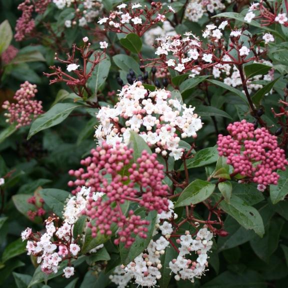 Viburnum tinus Spirit ® - Pépinière La Forêt