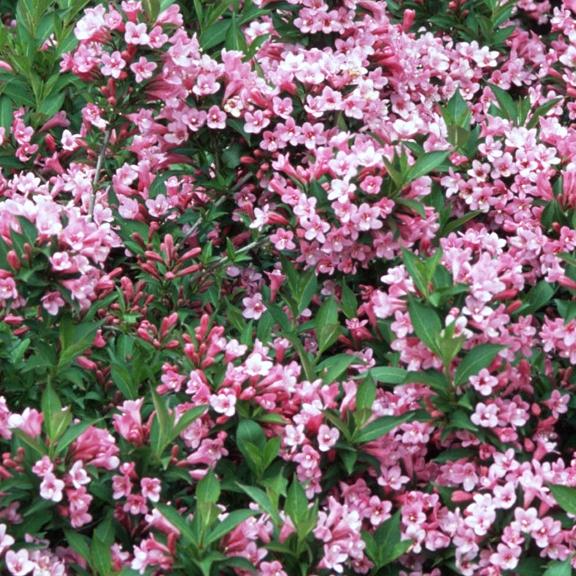 Weigela x Pink Poppet® - Pépinière La Forêt