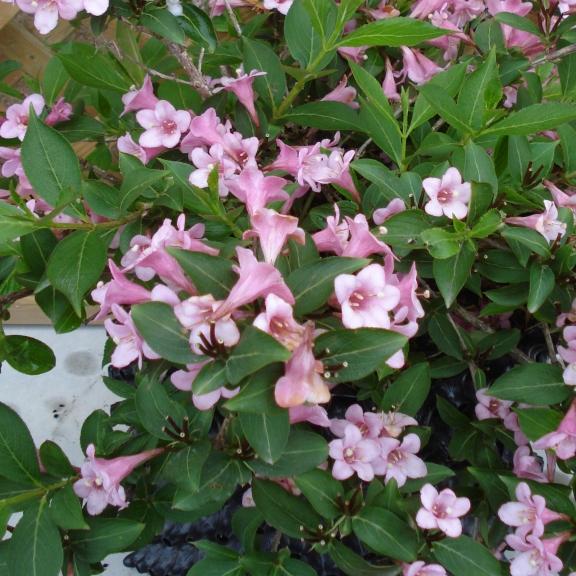 Weigela x Pink Poppet® - Pépinière La Forêt