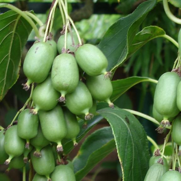 ACTINIDIA arguta Issai - Pépinière La Forêt