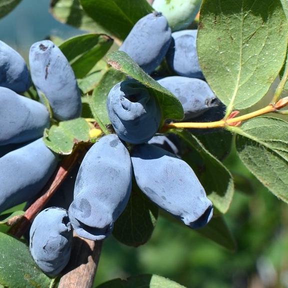 LONICERA caerulea Aurora - Pépinière La Forêt