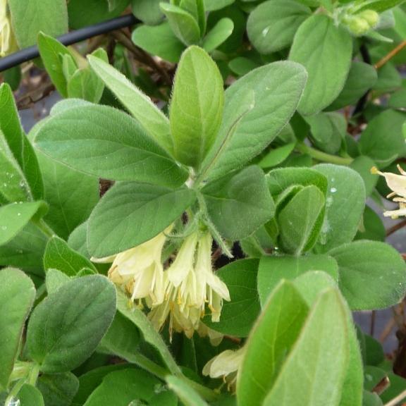 LONICERA kamtschatica Kiev - Pépinière La Forêt