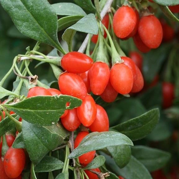 LYCIUM barbarum - Pépinière La Forêt