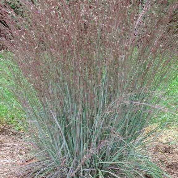 Schizachyrium Blue Heaven ® - Pépinière La Forêt