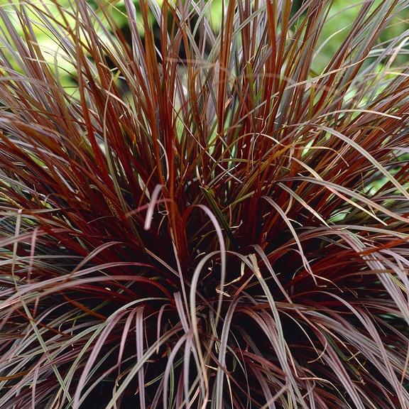 UNCINIA unciniata Rubra - Pépinière La Forêt