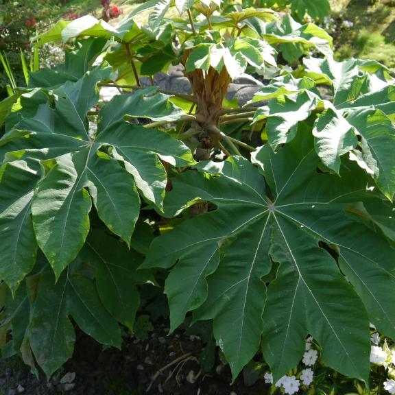 TETRAPANAX PAPYRIFERA REX - Pépinière La Forêt