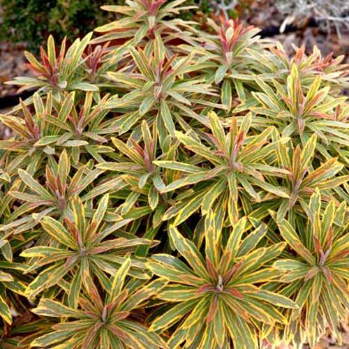 EUPHORBIA Ascot Rainbow® - Pépinière La Forêt