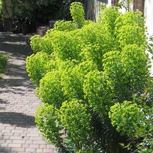 EUPHORBIA Tasmanian Tiger® - Pépinière La Forêt