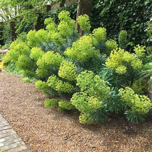 EUPHORBIA Wulfenii Shorty® - Pépinière La Forêt