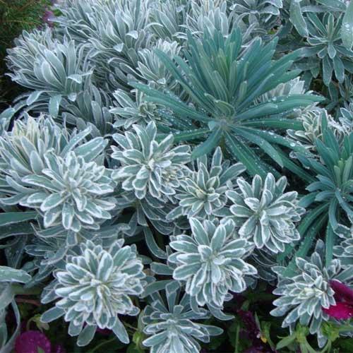 EUPHORBIA Glacier Blue - Pépinière La Forêt