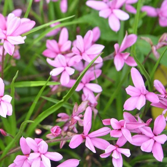 Rhodohypoxis milloides Damask - Pépinière La Forêt