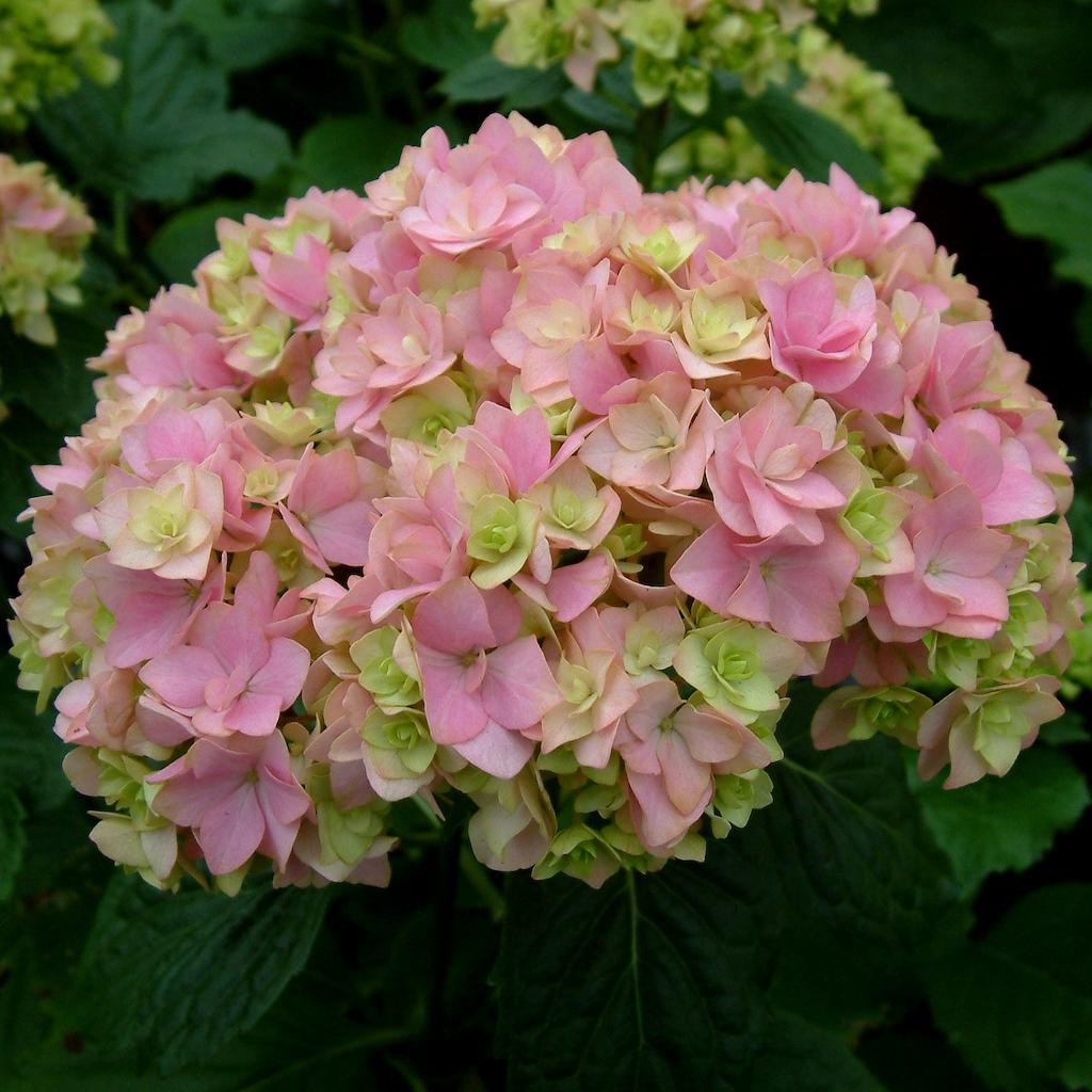 HYDRANGEA MACROPHYLLA YOU&ME ® TOGETHER ® - Pépinière La Forêt