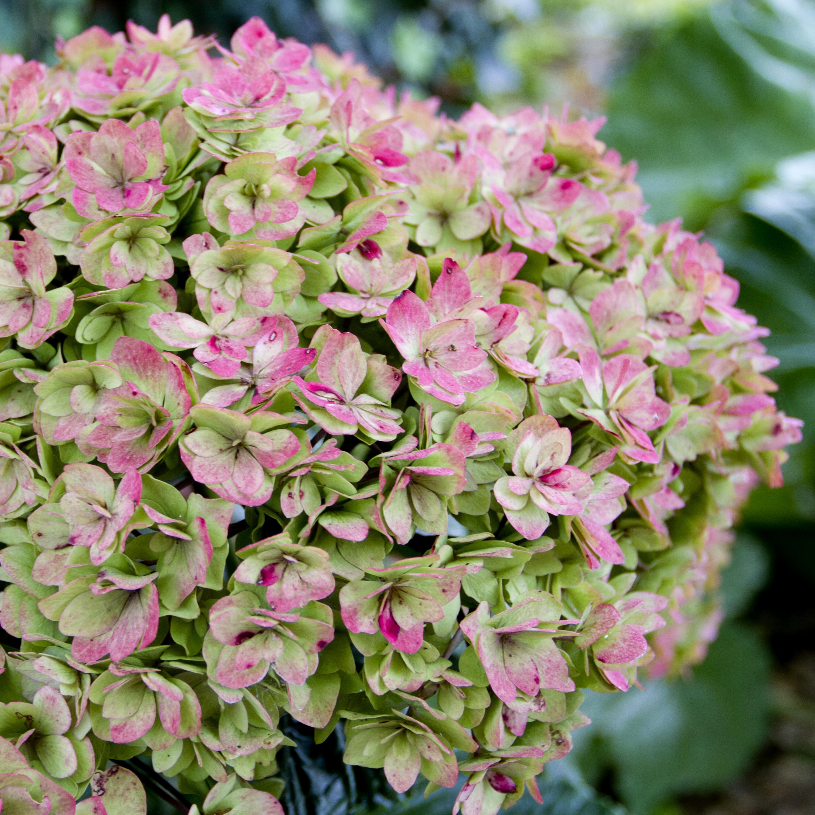 HYDRANGEA MACROPHYLLA YOU&ME ® TOGETHER ® - Pépinière La Forêt