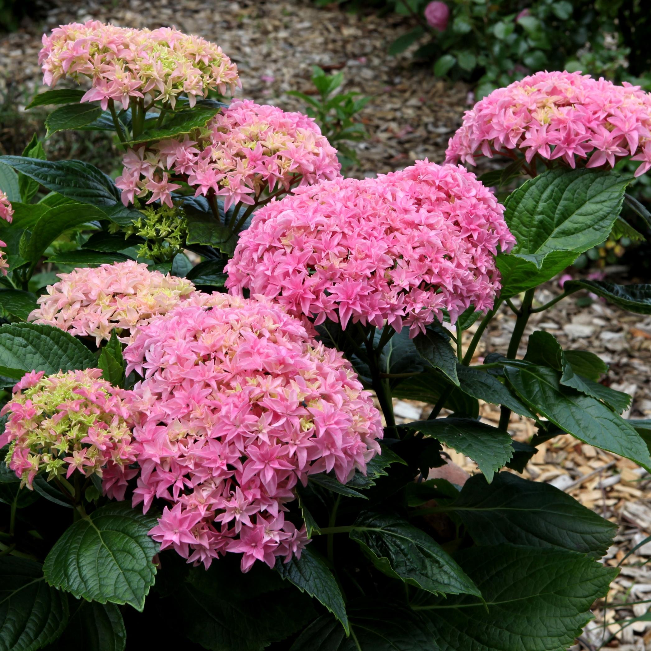 HYDRANGEA MACROPHYLLA You&Me® PERFECTION ® - Pépinière La Forêt