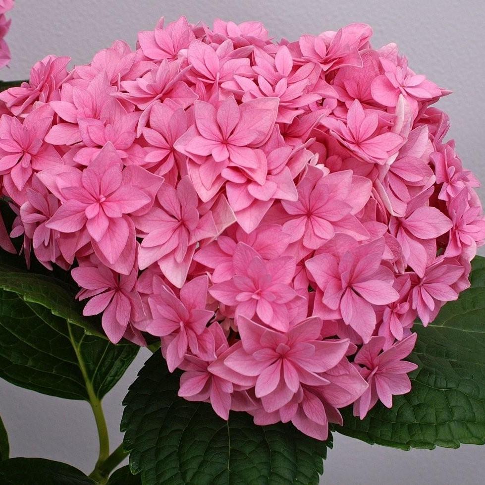 HYDRANGEA MACROPHYLLA You&Me® PERFECTION ® - Pépinière La Forêt