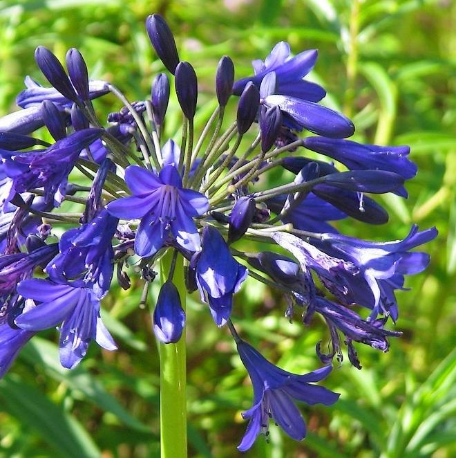 AGAPANTHUS Blue Jeans® - Pépinière La Forêt