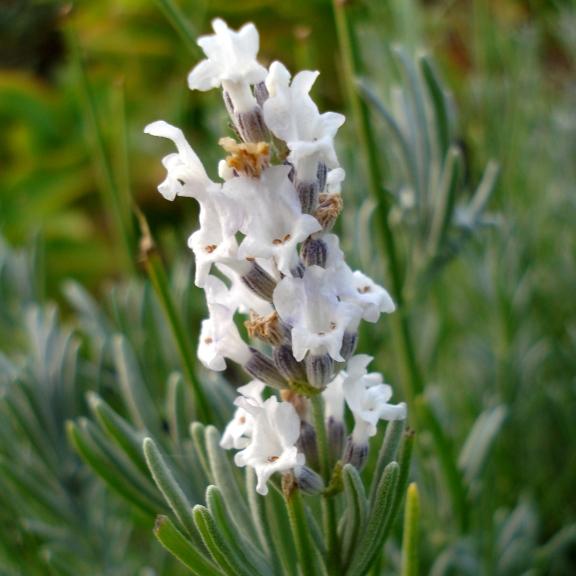 Lavandula angustifolia Arctic Snow ® - Pépinière La Forêt