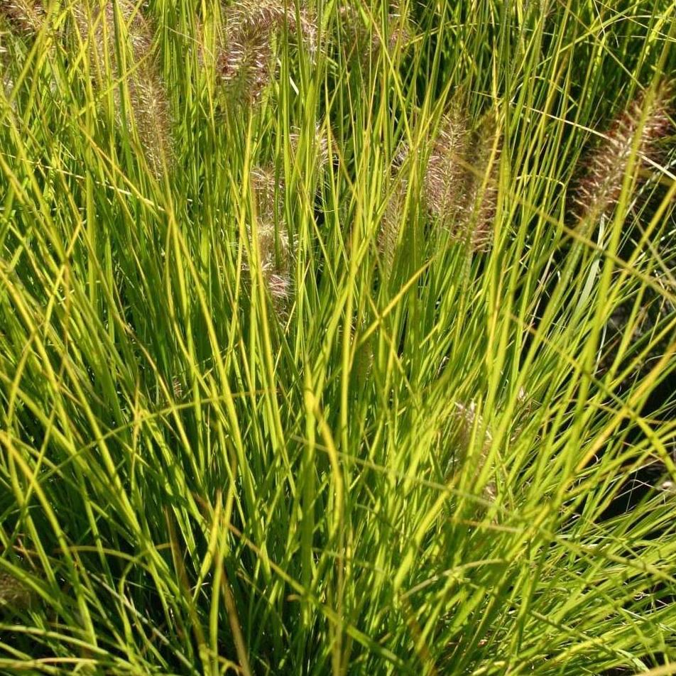 PENNISETUM ALOPECUROIDES HAMELN GOLD ® - Pépinière La Forêt