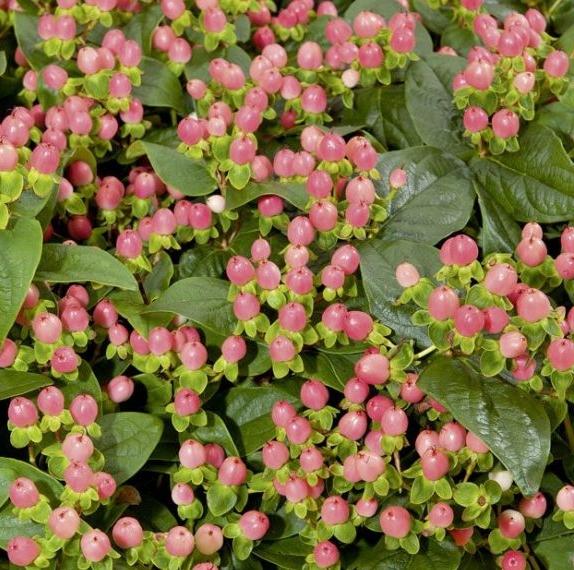 HYPERICUM x MIRACLE ® BLOSSOM - Pépinière La Forêt