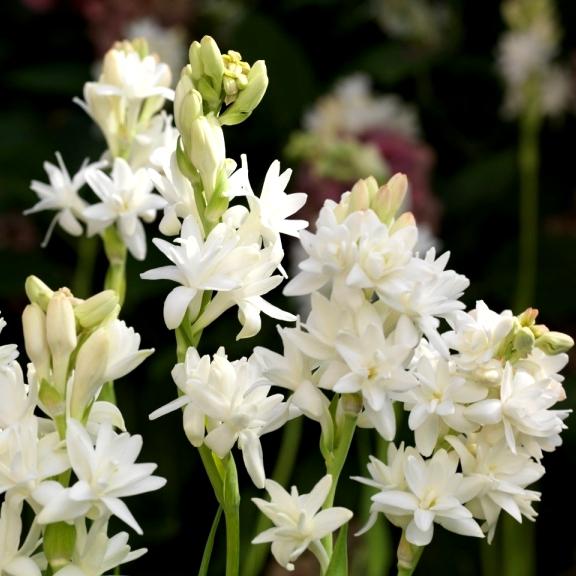 Polianthes tuberosa The Pearl - Pépinière La Forêt