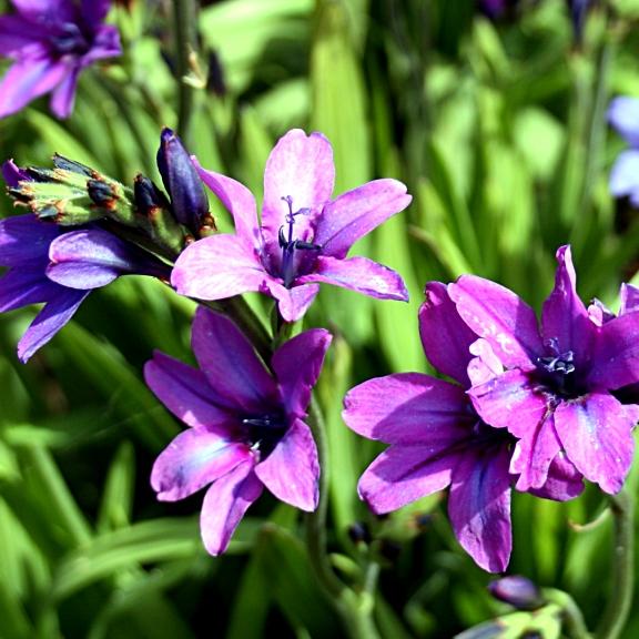 Fleurs de Babiana stricta - Pépinière La Forêt