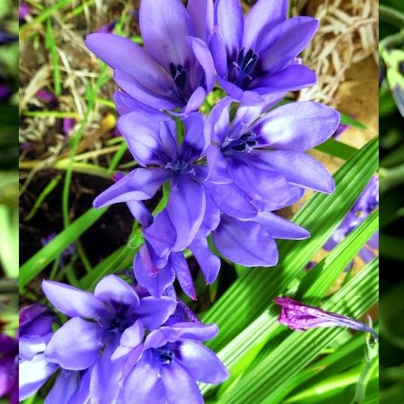 Fleurs de Babiana stricta - Pépinière La Forêt