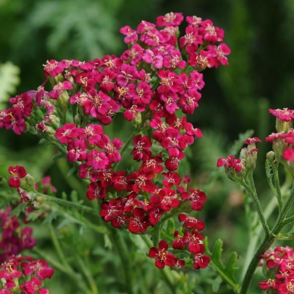 Achillea Millefolium New Vintage Red® - Pépinière La Forêt