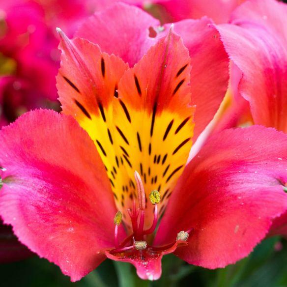 Alstroemeria Little Miss Tara® - Pépinière La Forêt