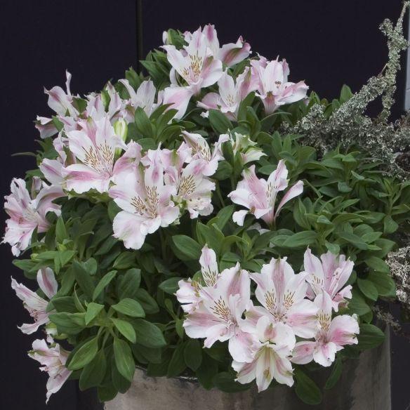 Alstroemeria Little Miss Sophie ® - Pépinière La Forêt