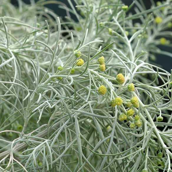 Artemisia Makana Silver® - Pépinière La Forêt