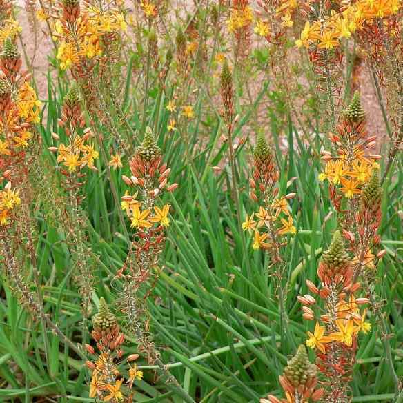 Bulbine Frutescens Medicus® - Pépinière La Forêt