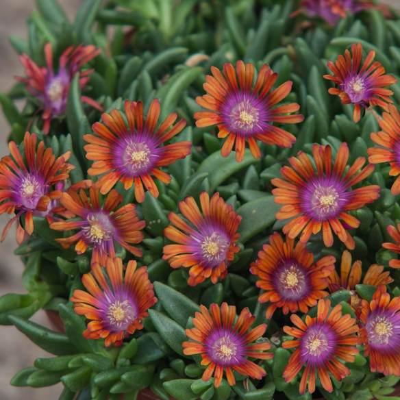 Delosperma Sundella Apricot® - Pépinière La Forêt