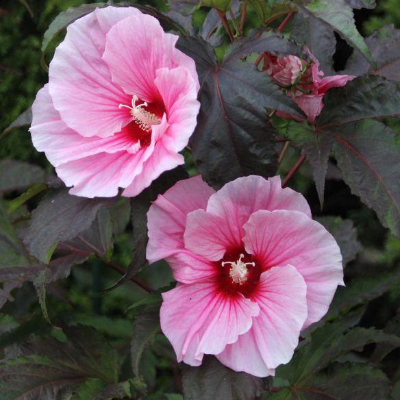 Hibiscus Fleming Summer Storm® - Pépinière La Forêt