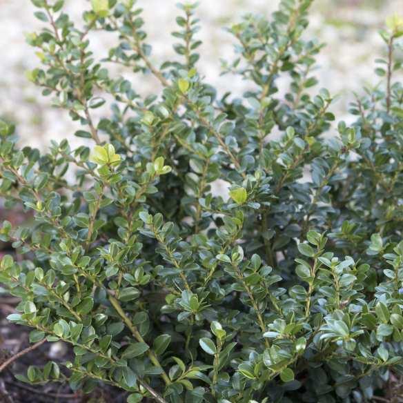 Ilex crenata Shotgun®  - Pépinière La Forêt