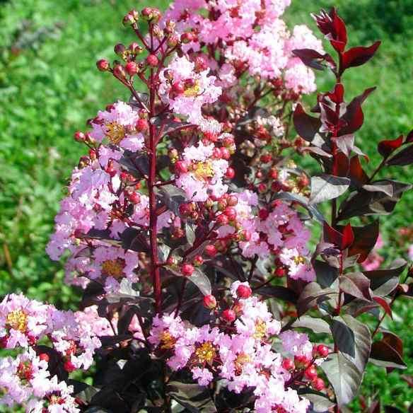 Lagerstroemia Rhapsody in Pink  - Pépinière La Forêt