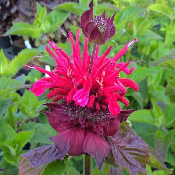 Monarda Bee-Happy® - Pépinière La Forêt