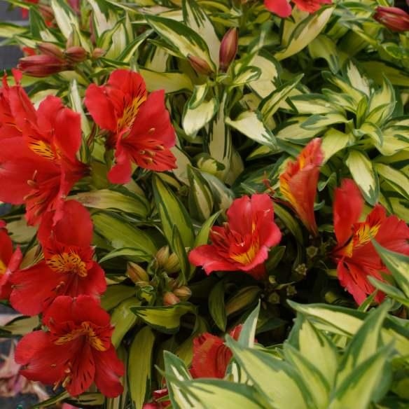 Alstroemeria Little Miss Zoé® - Pépinière La Forêt