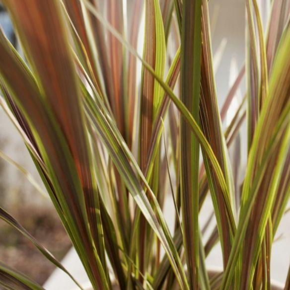 Cordyline bank Electric Star ® - Pépinière La Forêt