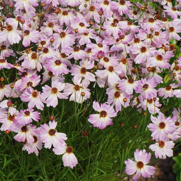 Coreopsis Bloomsation Chameleon® - Pépinière La Forêt