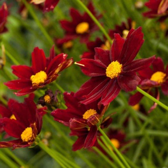 Coreopsis Little Bang Red Elf® - Pépinière La Forêt