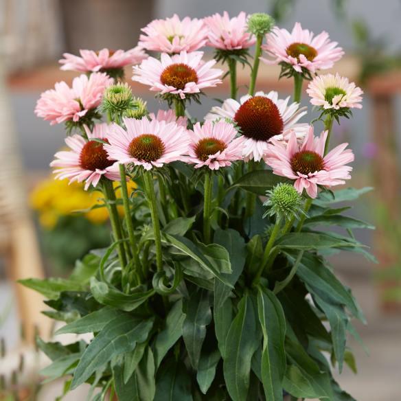 Echinacea SunSeekers salmon® - Pépinière La Forêt