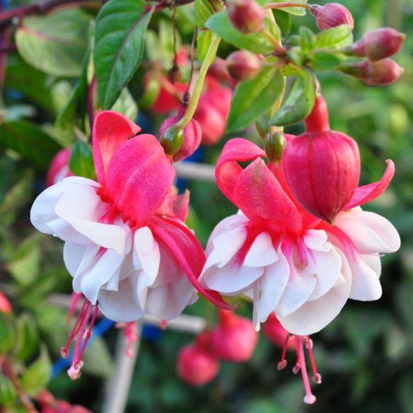 Fuchsia Spion Kop - Pépinière La Forêt