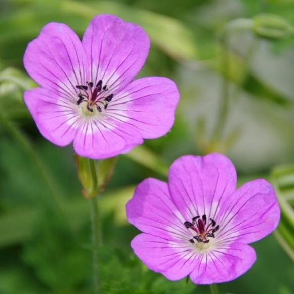 GERANIUM Bloom Time ® - Pépinière La Forêt