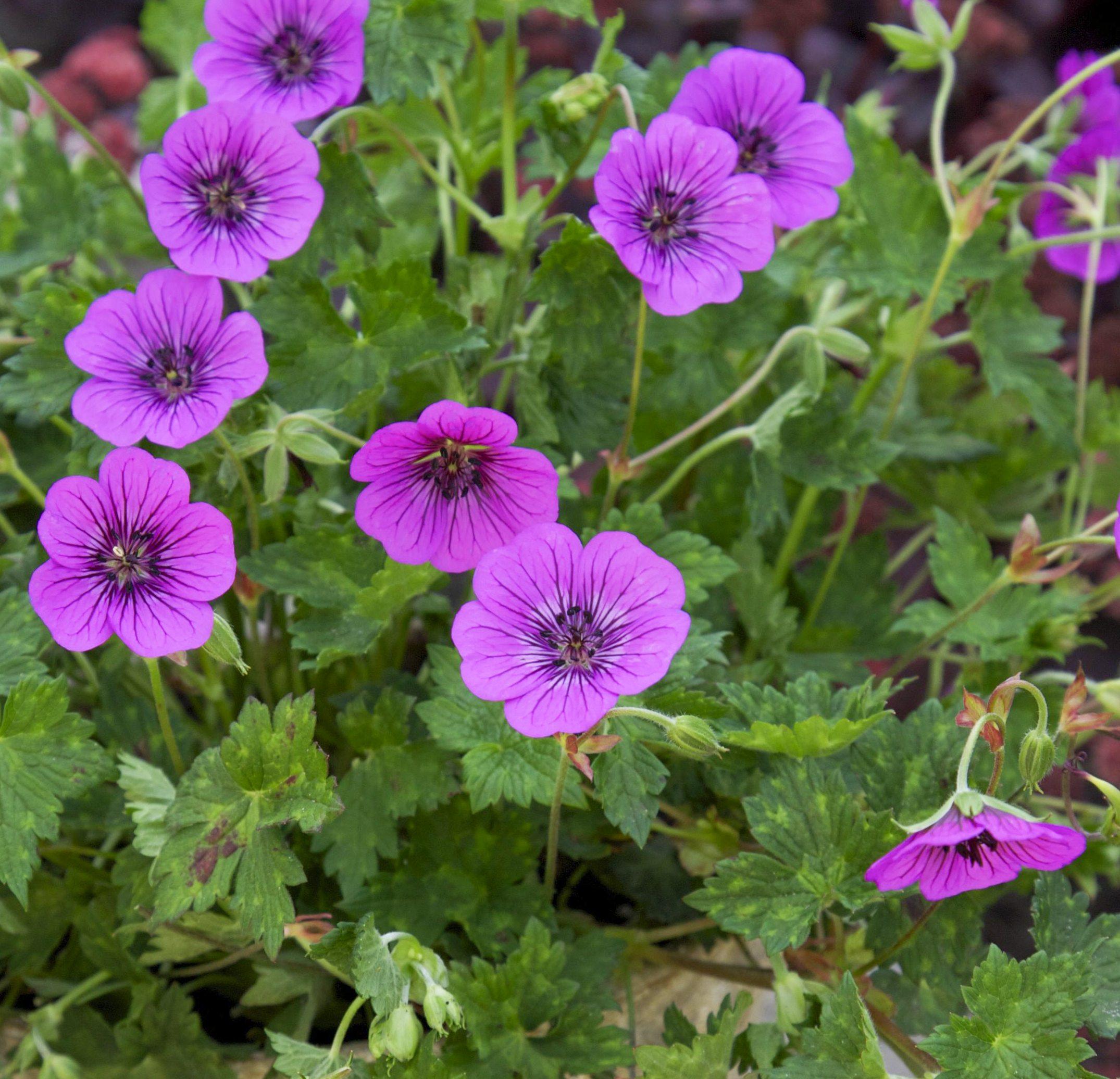 Geranium Pink Penny ® - Pépinière La Forêt