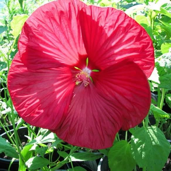 Hibiscus Extreme Magenta ®  - Pépinière La Forêt