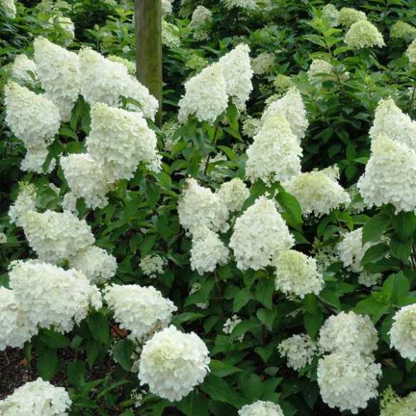 Hydrangea paniculata Polar Bear® - Pépinière La Forêt