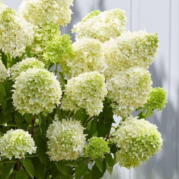 Hydrangea paniculata Skyfall®  - Pépinière La Forêt