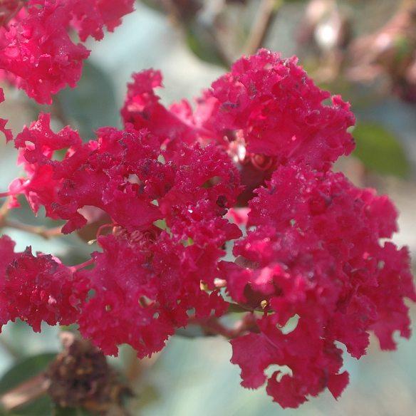 Lagerstroemia Indiya Charms Camaieu d’Eté® - Pépinière La Forêt